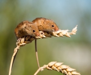 Harvest mice
