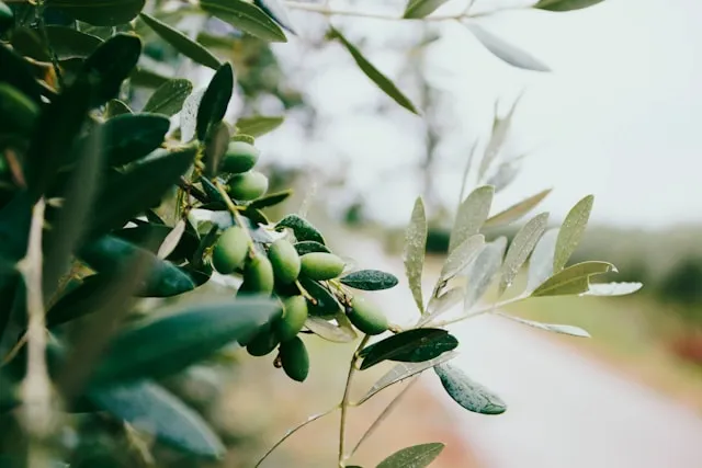 Olive tree.