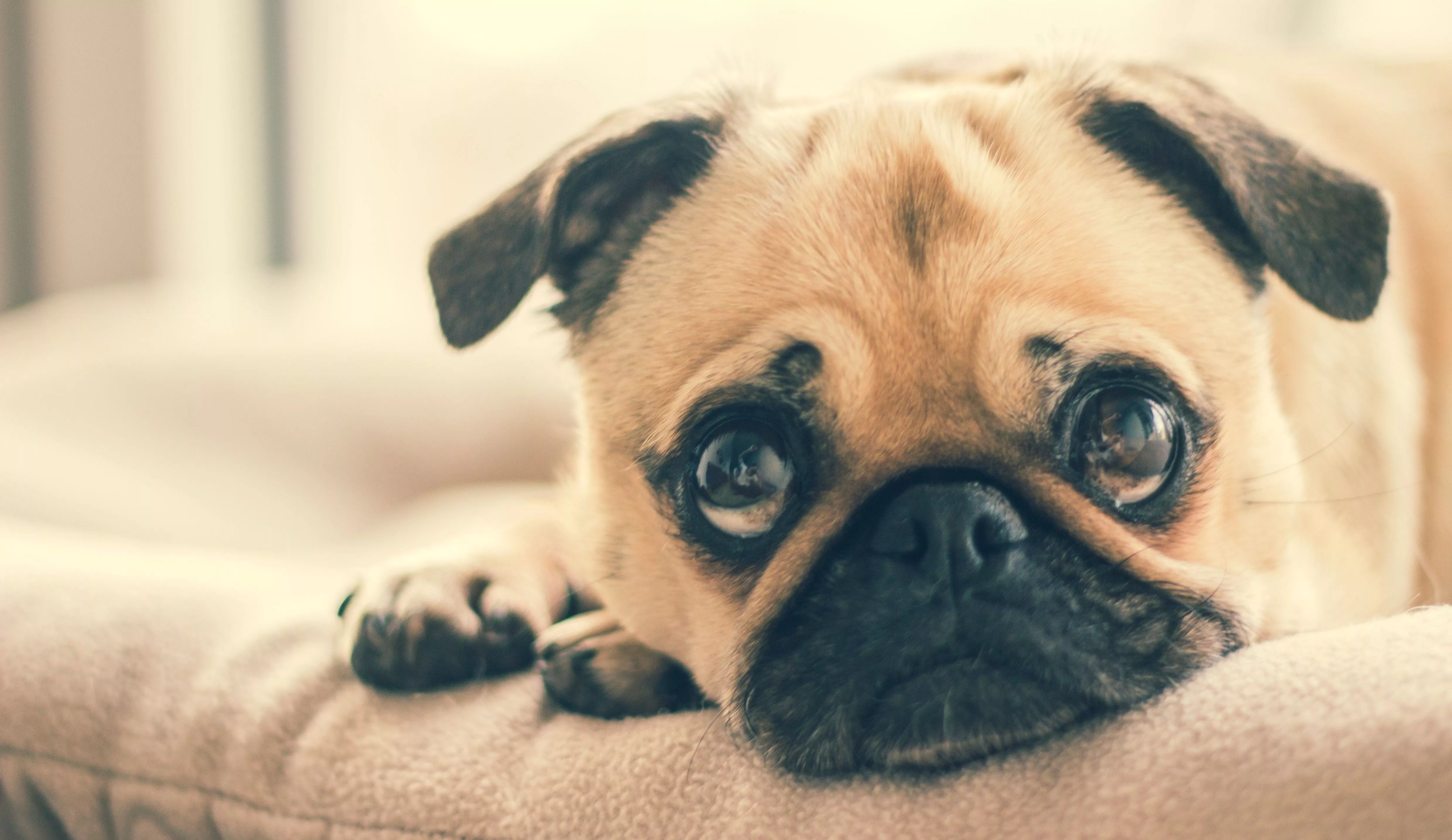 Adorable-animal-breed-374906