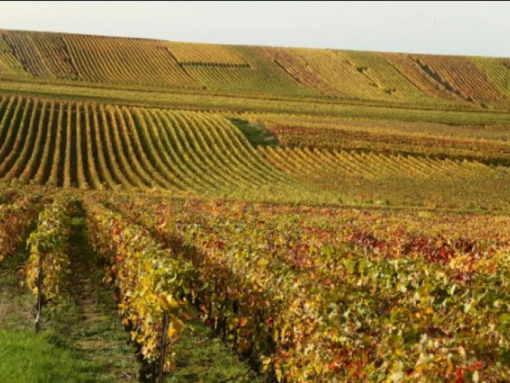 Cover-r4x3w1000-58b40057e7eb2-des-vignes-le-31-octobre-2013-a-mailly-champagne-pres-de