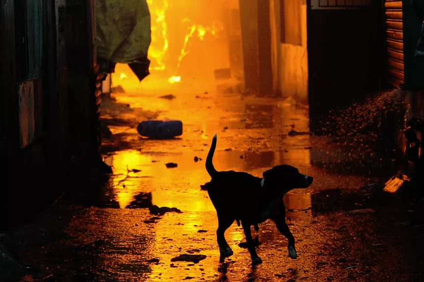 Dog-fire