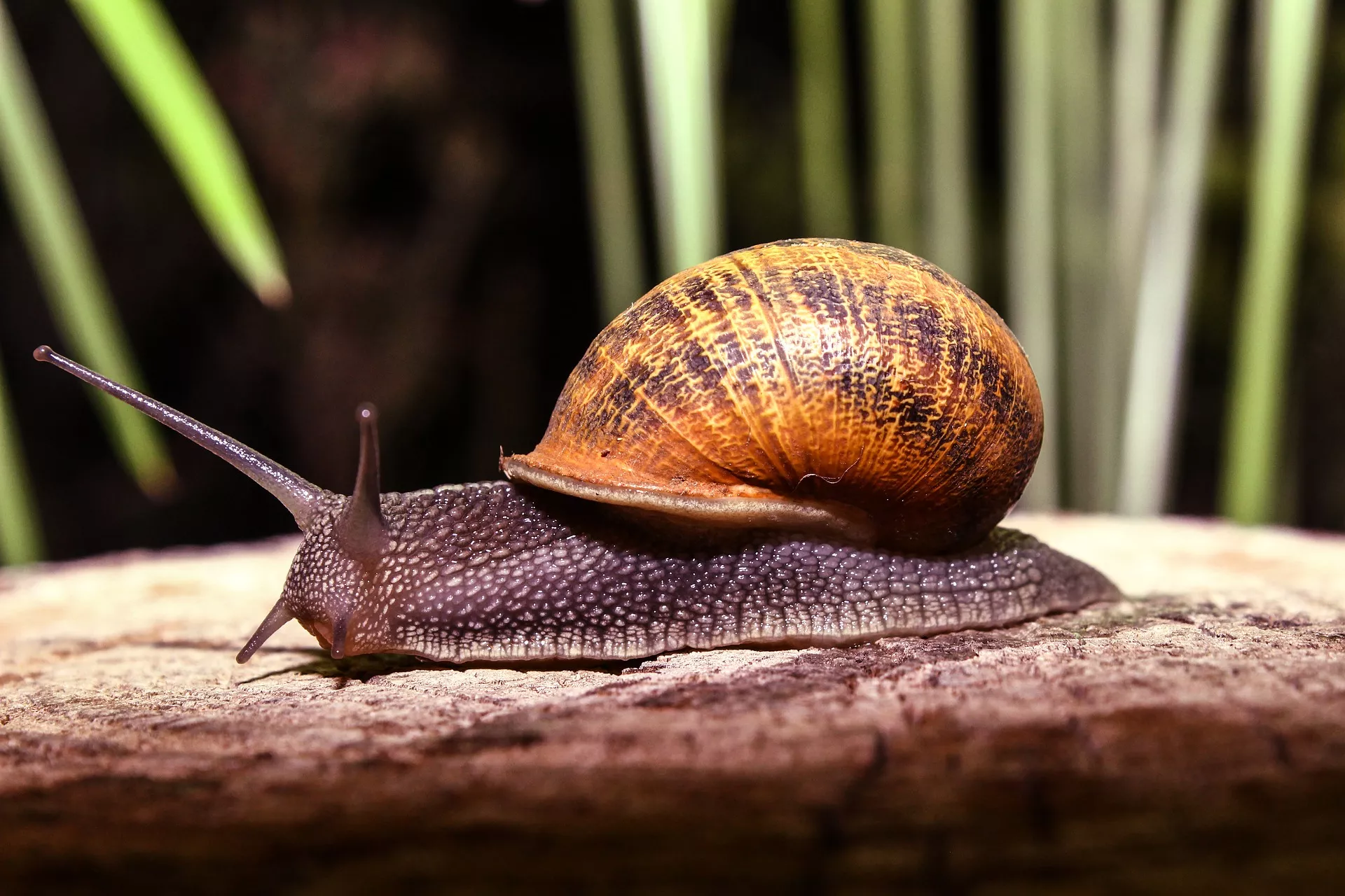 Snail-1927722_1920_0