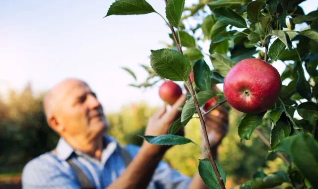 Meesterahvas korjab õunapuult vilju.